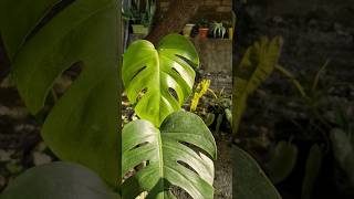 Monstera Deliciosa Collection monsteradeliciosa tropicalplants trending [upl. by Ivzt324]