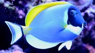 Care for Powder Blue Tang 粉藍吊 Acanthurus leucosternon [upl. by Haceber144]