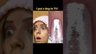 I put a dog to TV funny funnyvideo foryou mystorytime vlog storytimevlog storytime fyp [upl. by Fleischer]