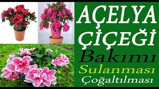 Açelya çiçeğinin bakımı sulanması ve toprak değişimi Azalea flower care [upl. by Earl542]