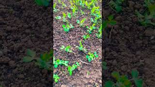 Pea plant seedlings  Pisum sativum  Leguminosae [upl. by Blunk]