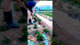 Unique method of irrigation shorts fact viral shortvideo [upl. by Doelling257]