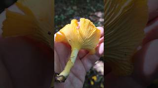 La girolle girolle champignons cueillette educatif éducatifetdivertissant apprendresuryoutube [upl. by Breger]