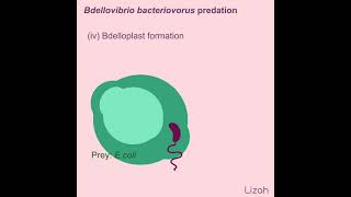 Bdellovibrio predation Animation [upl. by Suivat]