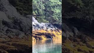 🐻Big black bear spotted swimming in Alaska [upl. by Pirzada]