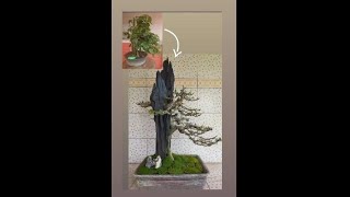 Rewiring and Repotting of my Tanuki Bonsai [upl. by Ardnek350]