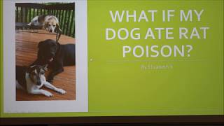 Rat Poison Toxicosis in Dogs [upl. by Lleval114]