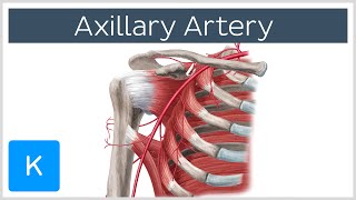 Axillary Artery  Location amp Branches  Human Anatomy  Kenhub [upl. by Nilcaj]