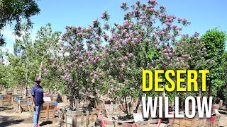 Burgundy Desert Willow Trees [upl. by Ait]