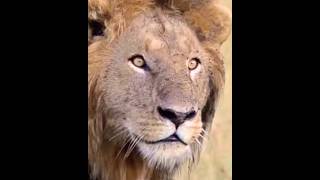 Male Lion Stalking Cheetah Cubs [upl. by Ekusuy]