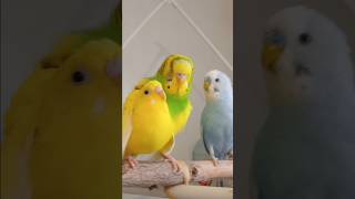 Budgies Mating [upl. by Emile]