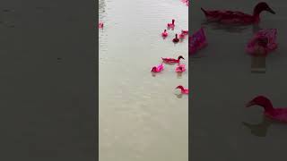 যে কারণে হাঁসের রঙ লাল করা হয় shorts RedDuck Cholonbil Farming [upl. by Nahgem]