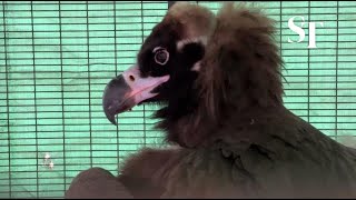 Cinereous vulture in the avian hospital at Jurong Bird Park on Jan 3 2022 [upl. by Scuram]