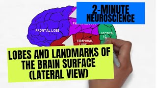 2Minute Neuroscience Lobes and Landmarks of the Brain Surface Lateral View [upl. by Zilber778]