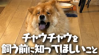 チャウチャウを飼うのに向いてない人3選【飼う前に知ってほしいこと】【多頭飼い】【大型犬】 [upl. by Aynuat558]