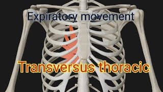 Expiratory movement Transversus thoracic [upl. by Merat361]