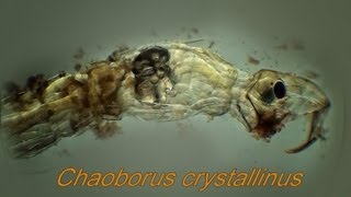 Chaoborus crystallinus [upl. by Erbas856]