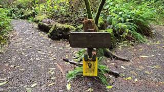 Ramblings of an old man hiking Ozette Triangle Coastal Trail  Clallam Bay Washington Peninsula [upl. by Wallas]