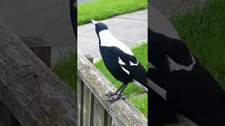 Birds Magpie Singing [upl. by Kawasaki777]