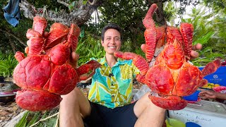 Huge Coconut Crab 🦀 UNLIKE Any Other Crab on Earth South Pacific Islands [upl. by Leslie]