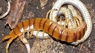 The Giant centipede eats the Snake  wild animals [upl. by Gardel]