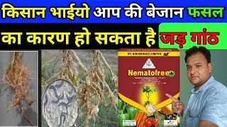 जड़ गांठ की पहचान और रोकथाम  नीमाटोड की पहचान कैसे करें  How to control Nematodes [upl. by Adnohsirk]