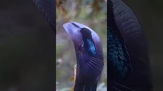 black sicklebill bird of paradise shorts youtubeshorts [upl. by Aydin]