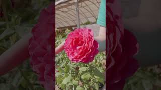 3 variedades ORIGINALES de ROSAS [upl. by Yraeg]