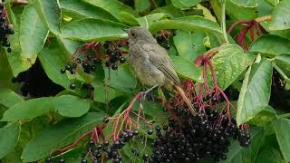 Black Redstart couldnt pick an elderberry [upl. by Anegal]