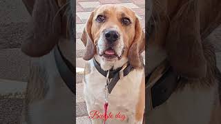 Beagle dog 🐕 barking sound 5kviralshorts [upl. by Carpio]