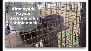 Almanyada Hayvan Barınağından Kedi  Köpek Sahiplenmek [upl. by Jeuz426]