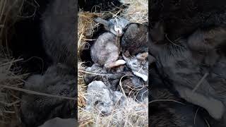 Кролики Четырнадцатидневники rabbitfood bunny rabbitry animals rabbit rabbitfarming  cute [upl. by Shaffer552]