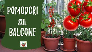 Pomodori sul balcone guida alla coltivazione in vaso [upl. by Atinaej]