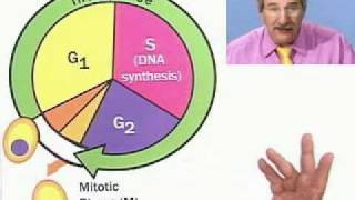 Mitosis An Overview Part 1 of 2 from Thinkwells Video Biology Course [upl. by Desireah827]