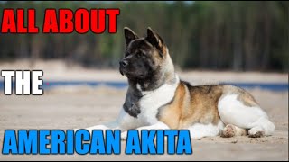 All About the American Akita Dog  Akita 101 [upl. by Yaniv]