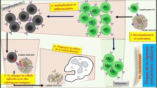 quotLArt de la Défense Décrypter la Réponse Immunitaire à médiation cellulairequot [upl. by Grady]