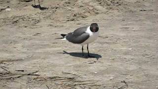 Laughing Gull Flock Feeding on a New Jersey Beach [upl. by Odrude]