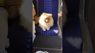 Собачка Померанский шпиц Dog Pomeranian Spitz Hund Pommerscher Spitz [upl. by Nwahsuq]