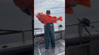 The biggest goldfish youve seen sitka alaska fishingvideo fishalaska shortraker goldfish [upl. by Uok]