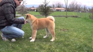 basic training akita puppy addestramento base cucciolo akita [upl. by Winnifred]