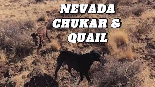 Nevada Chukar and Quail Hunting [upl. by Gorski]