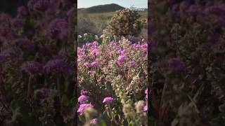 শুষ্ক মরুভূমিতে ফুলের সমাহার  superbloom flowers atacamadesert chile shorts trending reels [upl. by Oam]