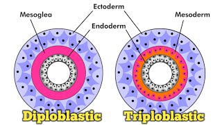 Diploblastic and triploblastic animals द्विस्तरीय तथा त्रिस्तरीय जंतु [upl. by Rodrigo]