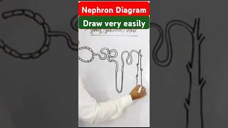 Nephron Diagram from Biology must practice  Important Diagram of Nephron Easily [upl. by Killian828]