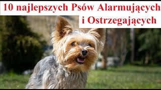 10 najlepszych Psów Alarmujących Ostrzegających [upl. by Gabriele]