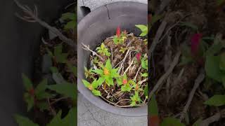 雪茄花Vendre des plantes en pot Menjual tanaman pasu Selling potted plants （矮種）羽狀雞冠花 VID20240930064709 [upl. by Sherburn481]