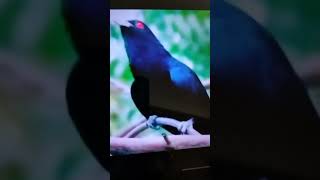 Cuckoo sound 😍😍 birdslover birds shortvideo youtubeshorts viralshorts [upl. by Ardnajela]