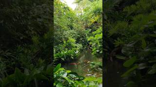 Rasio homestay and Gardens landscape landscapegarden pond pondgarden rasiotour2023 rasiofamily [upl. by Seditsira571]