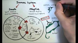 Immunology Overview [upl. by Gillie]