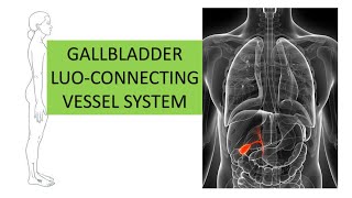 GALLBLADDER LUOCONNECTING VESSEL SYSTEM [upl. by Llerol]